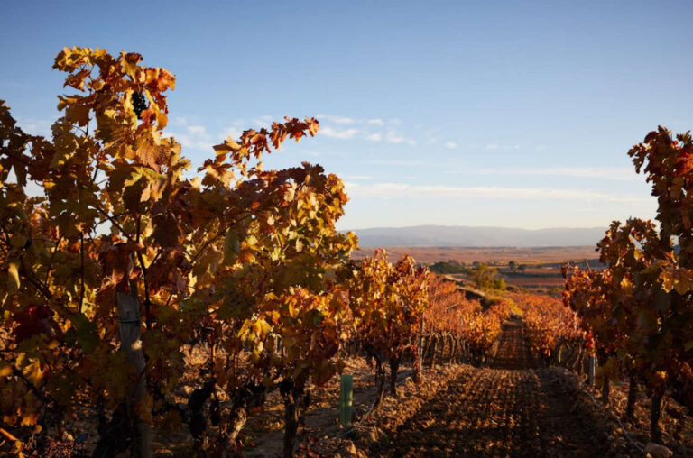 Bodegas Montecillo apuesta por la sostenibilidad y tecnología en el campo