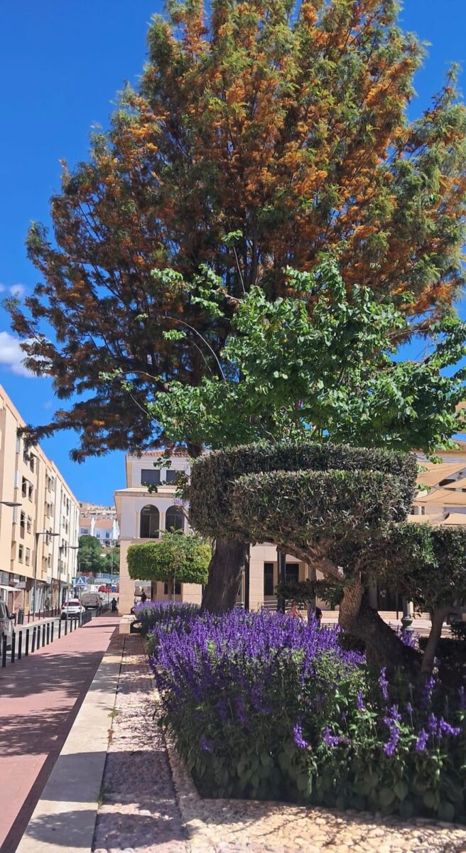 El contrato de parques y jardines de Rincón de la Victoria sube a 2,9 millones anuales y amplía las zonas verdes en 150.000 metros cuadrados