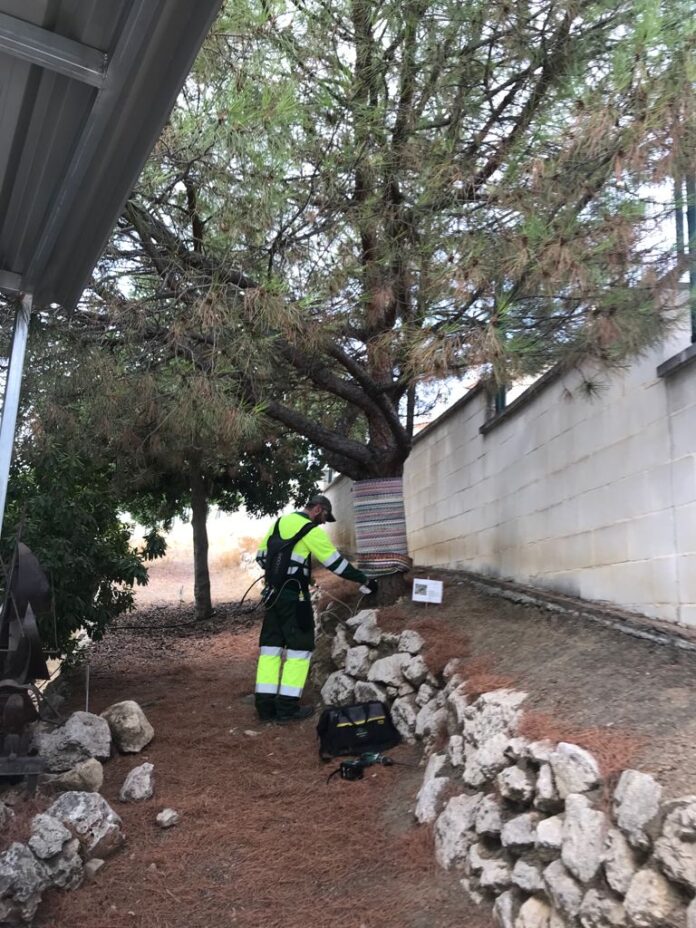 Rincón de la Victoria suma 700 pinos al tratamiento contra la procesionaria